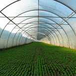Outstanding greenhouse film solution with great softness and toughness balance 